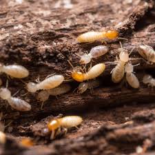 Contact us for a free assessment. Termite Extermination Services Southwest Florida Problem Solved