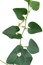 Image result for Rubus steudneri