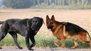 Labrador Vs German Shepherd Gsd Vs Lab Dogmal Youtube