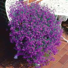 We did not find results for: Lobelia Riviera Rose Seeds Lobelia Pendula 3200 Biji Lobelia Erinus Garden Seeds Market Bebas Biaya Kirim