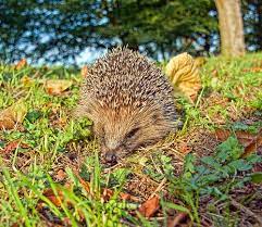 A Hedgehog Pet Birds Cute Hedgehog Animals Beautiful
