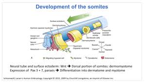 In vertebrates, somites subdivide into the sclerotomes, myotomes, syndetomes and dermatomes that give rise to the vertebrae of the vertebral column, rib cage and part of the occipital bone; Development Of Muscle Flashcards Quizlet
