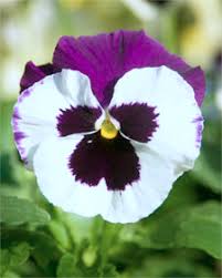 Maybe you would like to learn more about one of these? Pansy Time In Texas Neil Sperry S Gardens