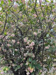 Image result for Rogiera amoena