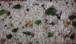 Image result for Eriospermum seineri