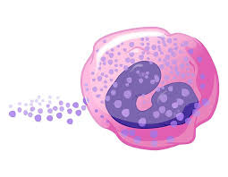 Eosinophilic Esophagitis ile ilgili görsel sonucu