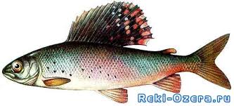 Ryba Harius