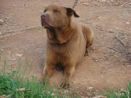 Miniature dachshunds are scent hound dog breeds who were bred to hunt badgers and other tunneling animals miniature dachshunds have a huge place in our hearts at happytail puppies because this is the breed that started it all! Long Haired Dapple Dachshund Pets And Animals For Sale North Carolina