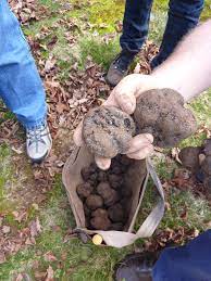 Schau dir angebote von ‪truffle‬ auf ebay an. Cultivation Of Black Truffles In Western Australia Agriculture And Food