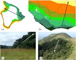 Image result for Cathormion altissimum