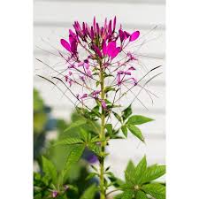 Image result for Cleome stricta