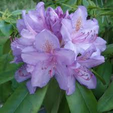 Rhododendron Catawbiense Grandiflorum Buy Catawbiense Rhododendrons Millais Nurseries