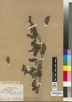 Image result for Eriosema parviflorum