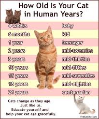 Your Cat Is Growing Older Care With Love Cat Ages Cats Cat Years