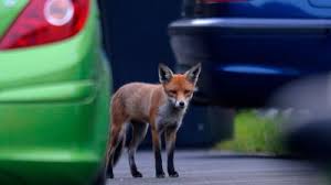 How To Keep Foxes Away From Your Own Back Garden London Itv News