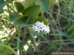 Image result for Carissa bispinosa