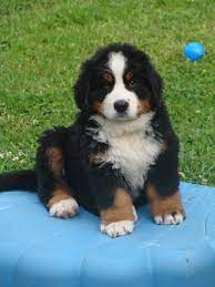 La race de chien bouvier bernois a une origine suisse d'après la fédération cynologique internationale. Accueil Elevage Du Domaine Lecordy Eleveur De Chiens Bouvier Bernois