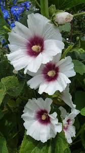 Hollyhock Alcea Halo Blossom Hollyhocks Flowers Beautiful Flowers Amazing Flowers