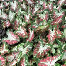Check spelling or type a new query. 16 Jenis Caladium Berdaun Cantik Yang Cocok Sebagai Tanaman Hias Indoor Merdeka Com