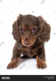 Maybe you would like to learn more about one of these? Long Hair Dachshund Image Photo Free Trial Bigstock