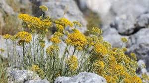 Image result for Helichrysum kirkii