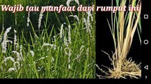 Maybe you would like to learn more about one of these? Manfaat Rumput Alang Alang Untuk Kesehatan Sanggafrg Youtube