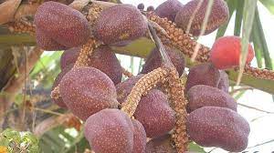 Tidak banyak yang tahu dan jarang diketemui, berikut khasiat buah zuriat untuk kesehatan. Buah Zuriat Kandungan Manfaat Dan Cara Mengonsumsinya Untuk Kesehatan