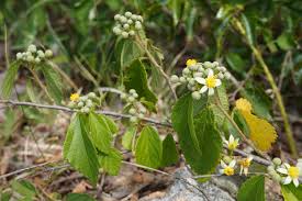 Image result for Grewia stolzii