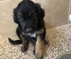 Find golden retriever puppies near you at lancaster puppies. Retriever Rescue Of Colorado Adopt A Dog Golden Mix Archives Retriever Rescue Of Colorado
