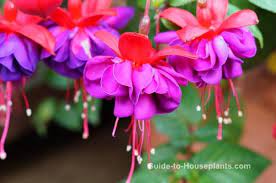 Fuchsia magellanica (possibly a hybrid) and rose seeds. Fuchsia Plant Care Growing Fuchsias In Baskets