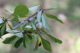 Image result for Commiphora kua