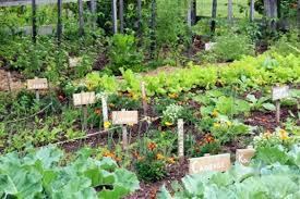 Check spelling or type a new query. Vegetable Gardening For Beginners