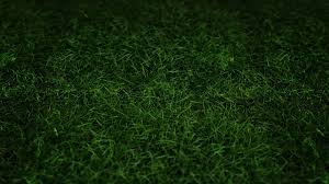 dark green grass hd wallpaper 1920x1080 id 41738 wallpapervortex com dark green grass hd wallpaper