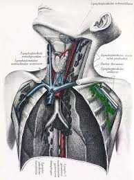 Lymphknotenschwellung Erwachsene Seite 4 Cyberdoktor Patientenberatung