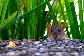 Rattenkot Erkennen So Sieht Er Aus Was Tun Bei Rattenkot Im Garten