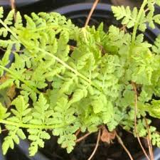 Image result for Cheilanthes botswanae
