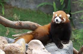 Ocean park has reopened on 18 february 2021. Red Panda Ocean Park Hong Kong