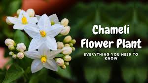 Chameli flower in english