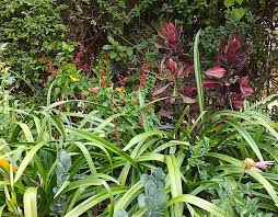 Image result for Synadenium cupulare