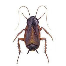 Image result for Culcasia orientalis