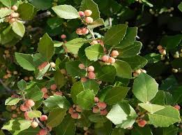 Image result for Maytenus undata