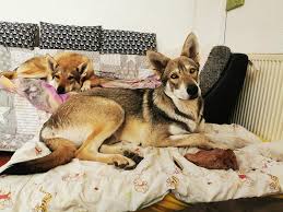 Er war liebhaber des deutschen schäferhundes und der ansicht. Saarloos Wolfhund Kennel With The Eyes Of The Wolf Facebook