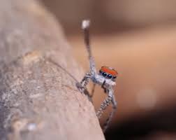 Your favorite computer file type! Peacock Spider Gifs Wifflegif