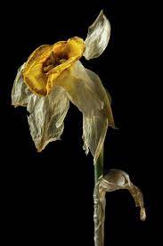 Dead Flower 178 By Thom Gourley Dying Flowers Wilted Flowers Flowers Photography