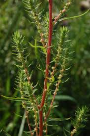 Image result for Eragrostis botryodes