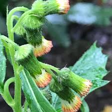 Image result for Crassocephalum radiatum