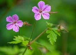 Herb Robert seeds Tasmania