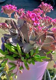 Kalanchoe Quicksilver Purple Necklace Purple Necklace Succulents Plants