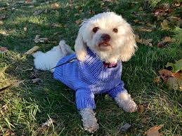 Check spelling or type a new query. Machine Knitted Dog Sweater Planetjune By June Gilbank Blog
