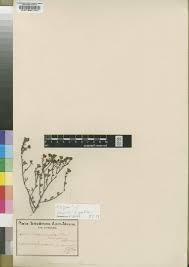 Image result for Psammotropha myriantha